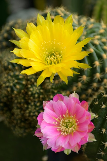 Blühende Lobivia spp. Blumen im Kaktusgarten.