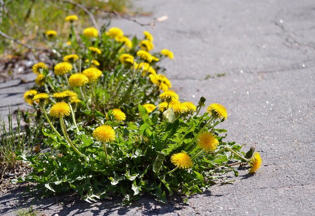 Foto blühende löwentiere machen sich einen weg durch den asphalt