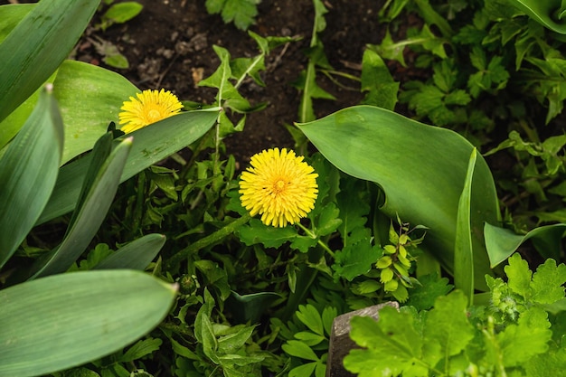 Blühende Löwenzahnblumen im Garten Frühlingssaison für wachsende Pflanzen Gartenkonzept