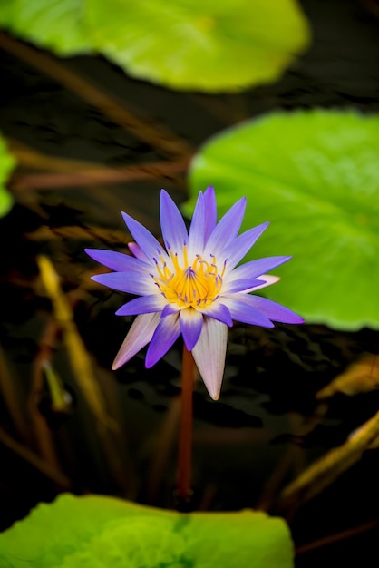 blühende Lotusblume im Botanischen Garten