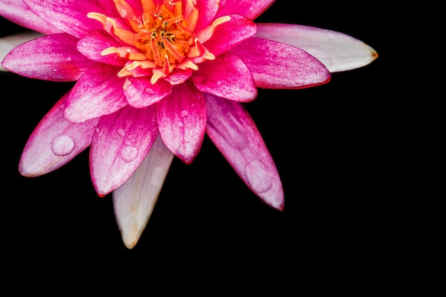 Blühende Lotusblume im Botanischen Garten