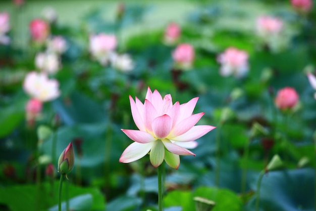 Blühende LotusblumenViele schöne bunte Lotusblumen blühen im Sommer im Teich