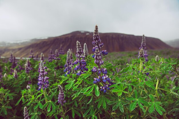 Foto blühende lupinen in island