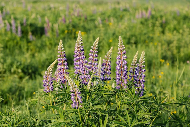 Blühende Lupinenblumen im Sommersonnenuntergang