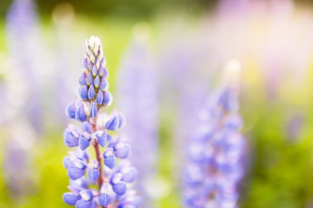 Blühende Lupinenblumen mit Kopienraum