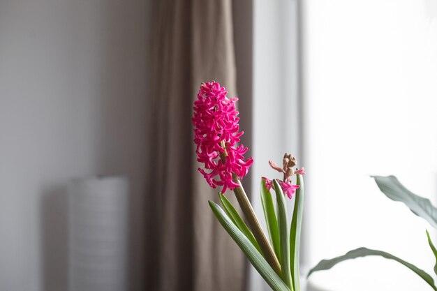 Blühende magentafarbene Hyazinthenblume im Raum mit Fenster