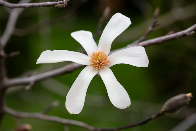 Blühende Magnolia-Kobus-Blüte in der Nähe im Garten