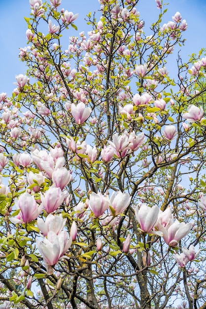 Blühende Magnolie auf dem Hintergrund des Himmels Beginn der Frühlingsblüte April