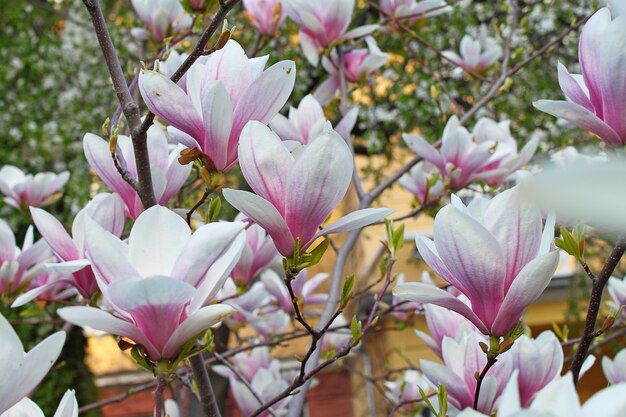 Blühende Magnolie im Park