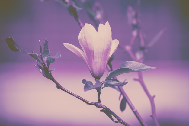 Blühende Magnolienblüten Frühling