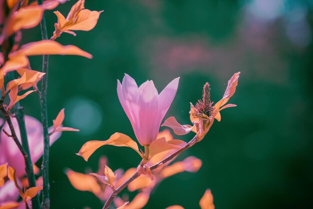 Blühende Magnolienblüten Frühling