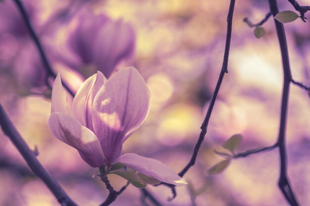 Blühende Magnolienblüten Frühling