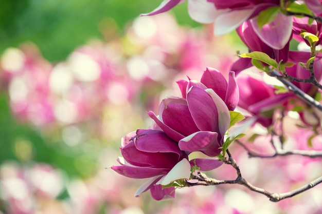 Blühende Magnolienblumen Frühling Vintage natürlicher Blumenhintergrund