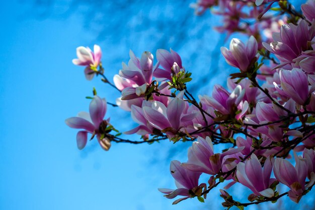 Blühende Magnolienzweige