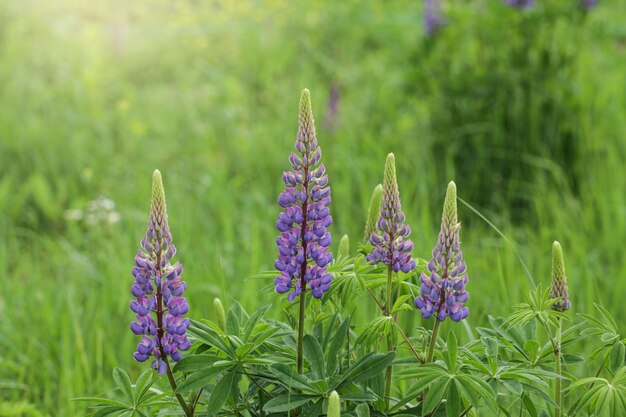 Blühende Makro-Lupine-Blume Feld mit rosa lila und blauer Blume Sommer-Blumen-Hintergrund Bereich der Lupinen Violette Frühlings- und Sommerblumennatur