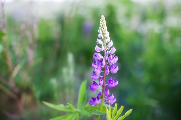 Blühende Makrolupinenblume. Lupinus, Lupine, Lupinenfeld mit rosa lila und blauer Blume. Bündel Lupinen Sommerblumenwand. Ein Feld von Lupinen. Violette Frühlings- und Sommerblume. Natur