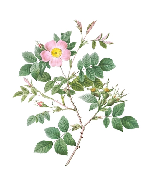 Blühende Malmedy-Rose durchsichtig png