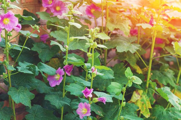 Blühende Malva-Blumen Naturhintergrund