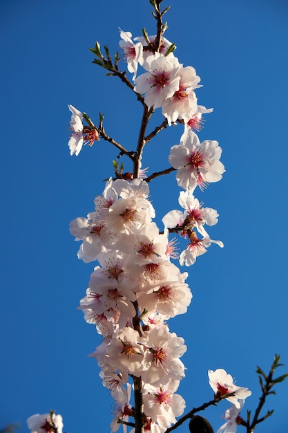 Blühende Mandeln gegen den Himmel.