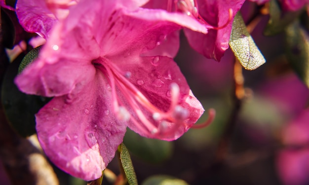 Blühende mandelrosa Blume, Nahaufnahme, unscharfer Hintergrund. Blühende Rhododendronzweige, Altai Sakura. Bild für Grußkarte, selektiver Fokus.