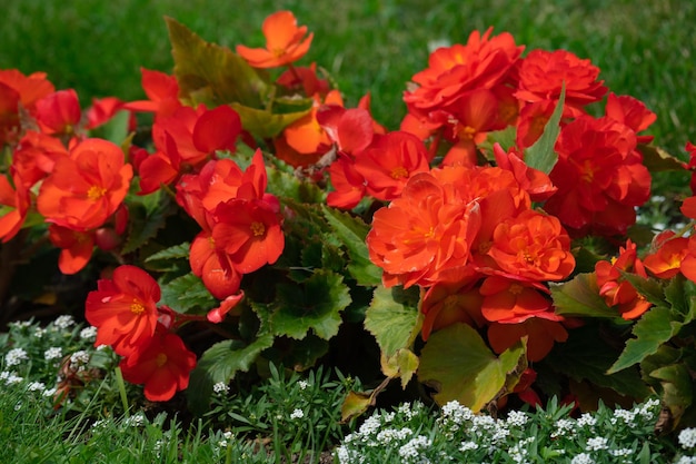 Blühende mehrfarbige Begonien in einem Blumenbeet