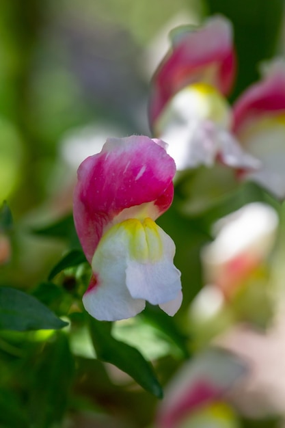 Blühende mehrfarbige Snapdragon-Blume Makrofotografie an einem Sommertag.