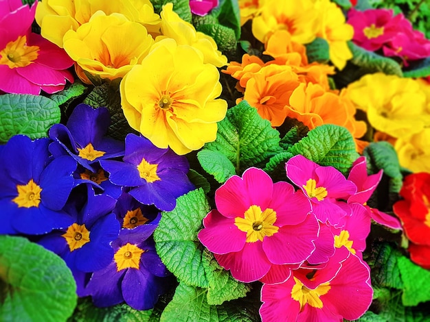 Blühende mehrfarbige Stiefmütterchen in Nahaufnahme als floraler Hintergrund