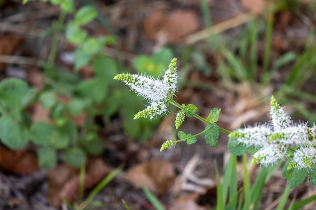 Blühende Mentha suaveolens im Sonnenlicht Nahaufnahme Foto Kleine flauschige Apfelminzblumen an einem sonnigen Sommertag Makrofotografie