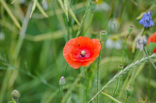 Foto blühende mohnblumen auf dem feld eines bauern