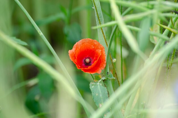 Foto blühende mohnblumen auf dem feld eines bauern