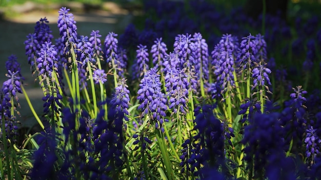 Blühende Muscari-Blume auf einem Blumenbeet im Park, Nahaufnahme bunte dekorative Blume im Frühling