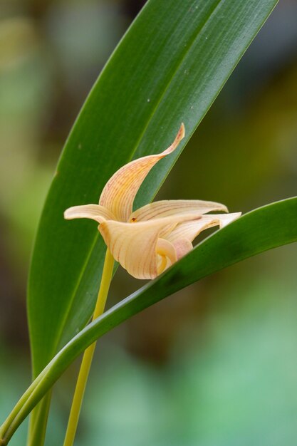 Blühende Nahaufnahme der gelben Bulpophyllum-Orchidee