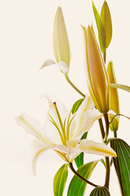 Blühende Nahaufnahme der weißen Lilie auf weißem Hintergrund