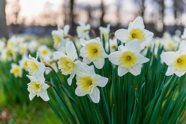 Blühende Narzissen Blühende weiße Narzisse im Frühling Frühlingsblumen Geringe Schärfentiefe