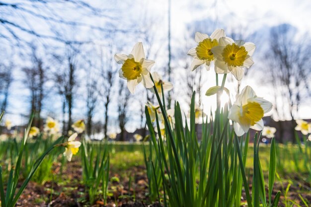 Blühende Narzissen Blühende weiße Narzisse im Frühling Frühlingsblumen Geringe Schärfentiefe