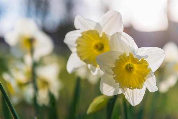 Blühende Narzissen Blühende weiße Narzisse im Frühling Frühlingsblumen Geringe Schärfentiefe