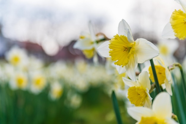 Blühende Narzissen Blühende weiße Narzisse im Frühling Frühlingsblumen Geringe Schärfentiefe