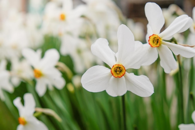 Blühende Narzissen im Garten im Frühjahr