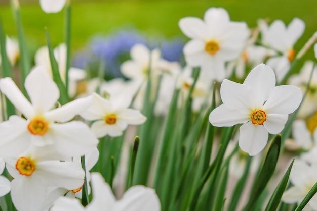 Blühende Narzissen im Garten im Frühjahr