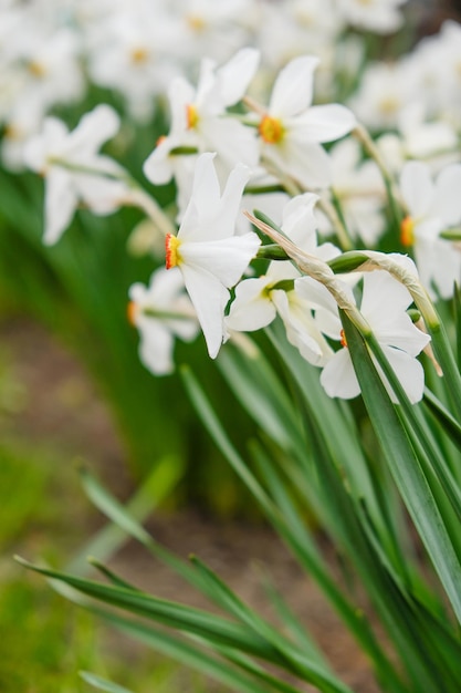 Blühende Narzissen im Garten im Frühjahr