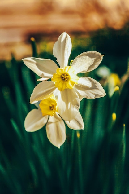 Foto blühende narzissen-narzissen blumenbeet jonquils mit verschwommenem bokeh-hintergrund inspirierende natürliche blumen frühling oder sommer blühender garten oder park bunt blühende ökologie naturlandschaft