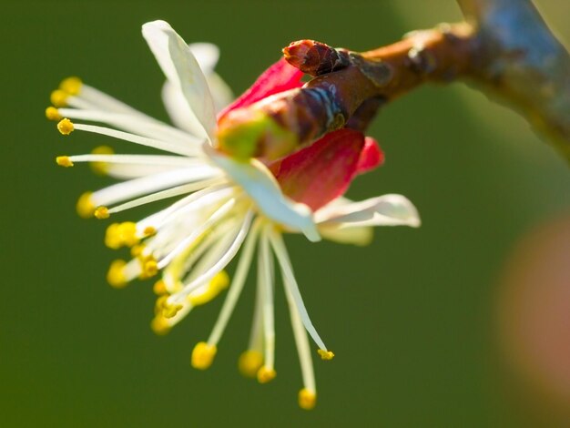 Blühende Natur und Frühling mit einer Pflanze, die aus nächster Nähe im Freien wächst, für grüne Ökologie oder Nachhaltigkeit. Gartenumgebung und eine Aprikose, die in der umweltfreundlichen Landschaft draußen blüht oder blüht