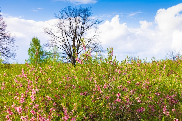 Blühende niedrige Steppenmandel mit rosa Blüten Zwerg Russische Mandel Ziersträucher für den Garten florale Hintergrundtapete Viele kleine rosa Blüten auf dem Baum