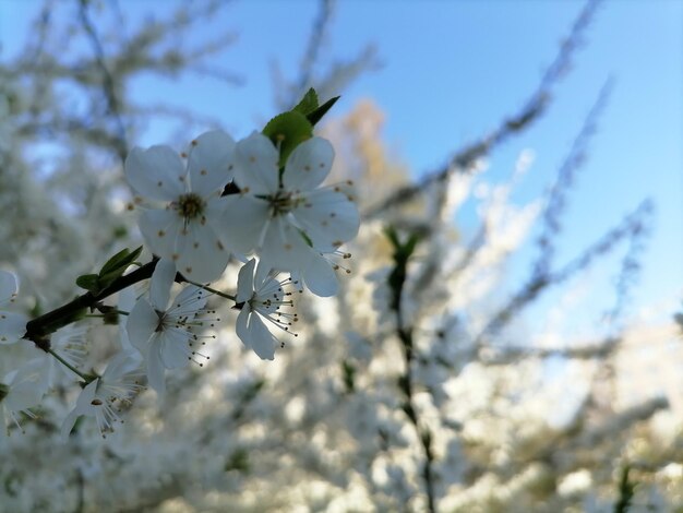 Blühende Obstbäume im Frühlingsgarten Nahaufnahme