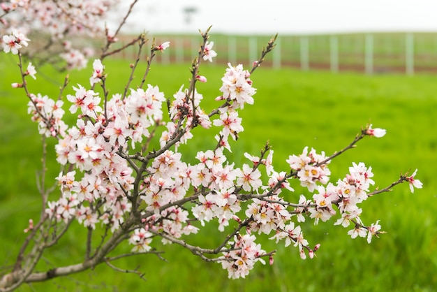 Blühende Obstbäume im grünen Bauernhoffeld