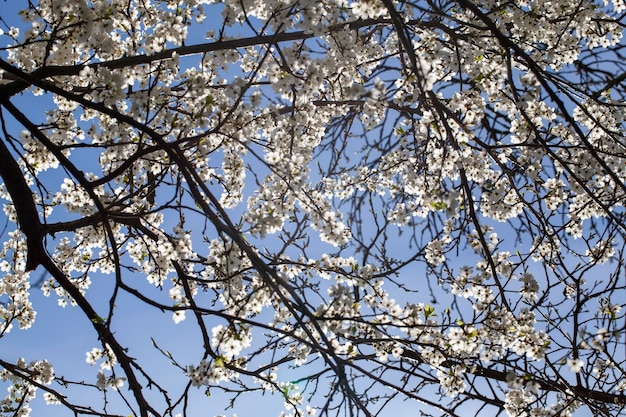 Blühende Obstbäume in der Frühjahrssaison