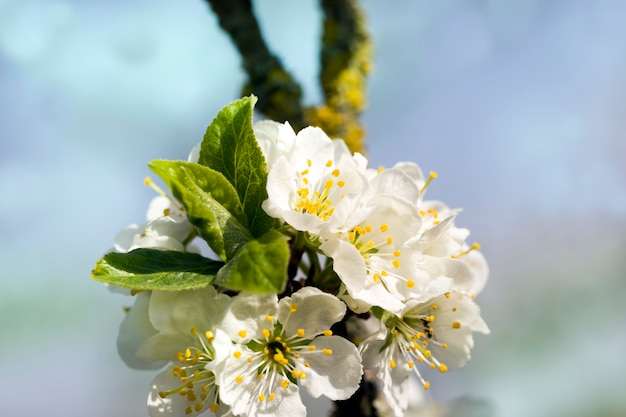 Blühende Obstbäume