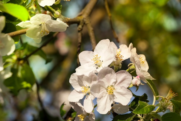 Blühende Obstbäume