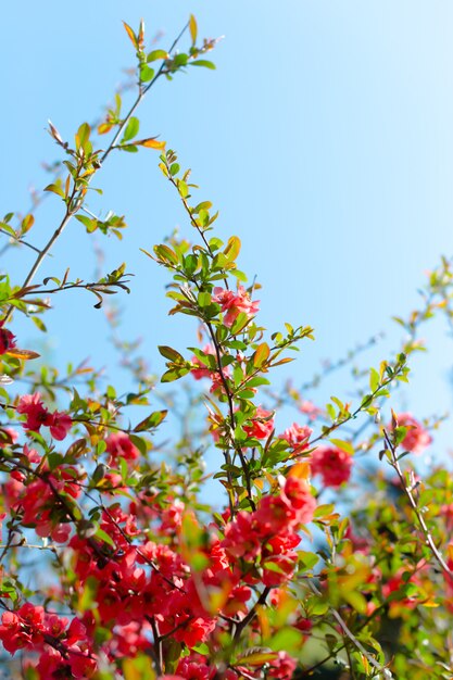 Blühende Obstbaumaste mit rosa Blumen