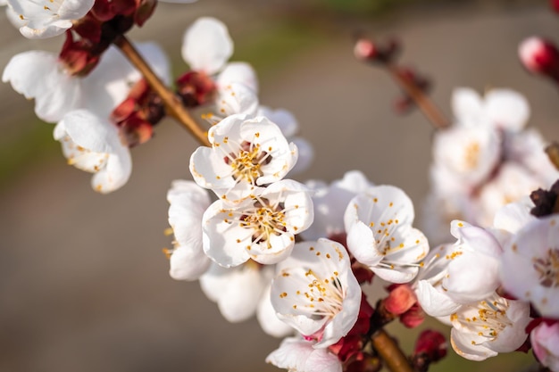 Blühende Obstbaumaste mit schönen Hintergrundfoto der weißen Blumen